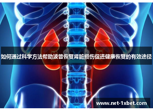 如何通过科学方法帮助波普恢复肾脏损伤促进健康恢复的有效途径